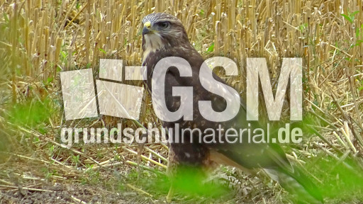 Mäusebussard (19).jpg